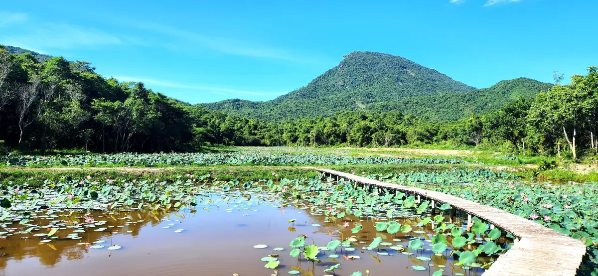 A lotus pond with a wooden boardwalk crossing it, a forested mountain peak behind.